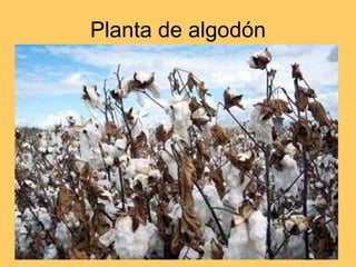 Planta de algodón 