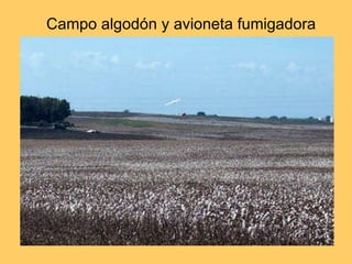 Campo algodón y avioneta fumigadora 
