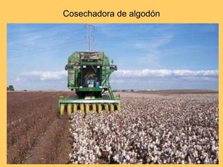 Cosechadora de algodón 