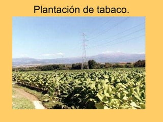 Plantación de tabaco. Extremadura 