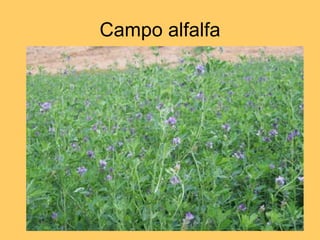 Campo alfalfa 