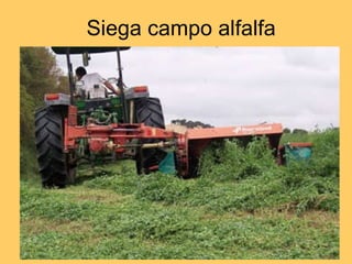 Siega campo alfalfa 
