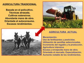 AGRICULTURA TRADICIONAL Basada en el policultivo. Técnicas atrasada. Cultivos extensivos. Abundante mano de obra. Orientada al autoconsumo. Escasos rendimientos. AGRICULTURA  ACTUAL Mecanización.  Uso de fertilizantes y pesticidas. Utilización de semillas seleccionadas. Incremento del regadío y la producción. Agricultura intensiva. Escasa y envejecida mano de obra. Orientada al mercado. Especialización. Aumento notable de los rendimientos. CONVIVENCIA 