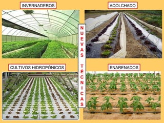 CULTIVOS HIDROPÓNICOS INVERNADEROS ENARENADOS ACOLCHADO N U E V A S T É C N I C A S 