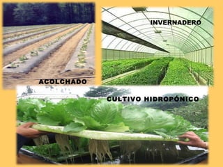 ACOLCHADO INVERNADERO CULTIVO HIDROPÓNICO 