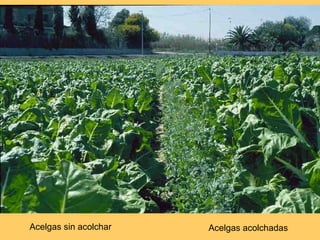 Acelgas sin acolchar Acelgas acolchadas 