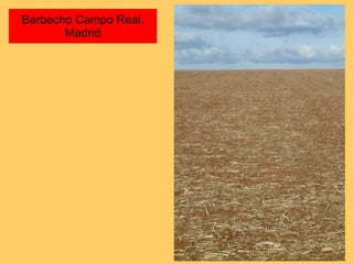 Barbecho Campo Real. Madrid 