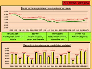 CULTIVOS: CEBADA LOCALIZACIÓN DESTINO PRODUCCIÓN EFECTOS PAC Castilla y León, Castilla-La Mancha Industria cervecera, piensos para el ganado Producción en aumento, superando al trigo Reducción de precios 
