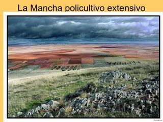La Mancha policultivo extensivo 