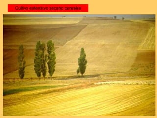 Cultivo extensivo secano cereales 