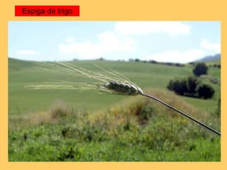Espiga de trigo 