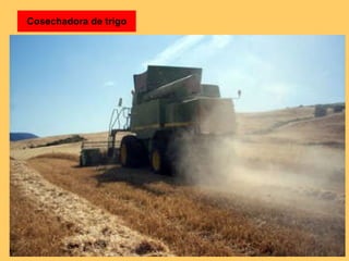 Cosechadora de trigo 