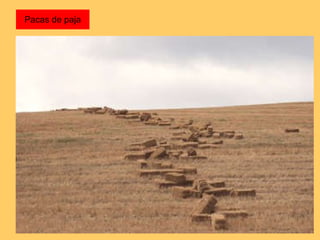 Pacas de paja 