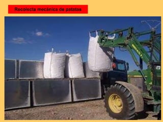 Recolecta mecánica de patatas 