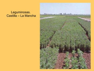 Leguminosas.  Castilla – La Mancha 