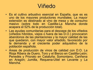 Viñedo Es el cultivo arbustivo esencial en España, que es es uno de los mayores productores mundiales. La mayor extensión es destinado al vino de mesa y de consumo masivo (sobre todo en Castilla-La Mancha donde acapara el 52% de la producción total). Las ayudas comunitarias para el descepe de los viñedos (viñedos híbridos, viejos o fuera de las D.O.) provocaron abandonos de las plantaciones y la mayor calidad de las que quedaron, con mayor valor añadido, favorecido por la demanda y el creciente poder adquisitivo de la población española. Áreas de producción de vinos de calidad con D.O. La Rioja Ribera de Duero, Toro y el Bierzo en Castilla-León; Penedés y Priorato en Cataluña; Somontano, Cariñena en Aragón; Jumilla, Requena-Utiel en Levante y La Mancha.  