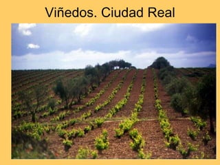 Viñedos. Ciudad Real 