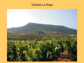 Viñedos La Rioja 
