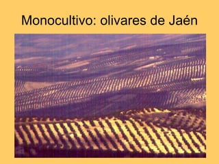 Monocultivo: olivares de Jaén 