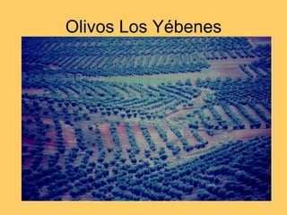 Olivos Los Yébenes 