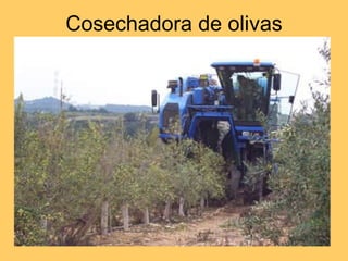 Cosechadora de olivas 
