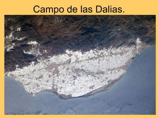 Campo de las Dalias. Invernaderos 