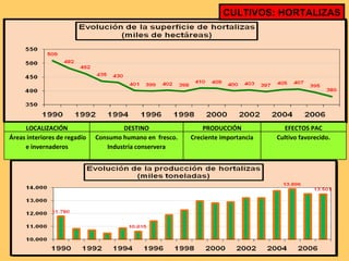 CULTIVOS: HORTALIZAS LOCALIZACIÓN DESTINO PRODUCCIÓN EFECTOS PAC Áreas interiores de regadío e invernaderos Consumo humano en  fresco. Industria conservera Creciente importancia Cultivo favorecido. 