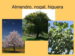 Almendro, nogal, higuera 