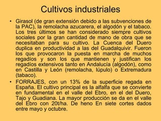 Cultivos industriales Girasol (de gran extensión debido a las subvenciones de la PAC), la remolacha azucarera, el algodón y el tabaco. Los tres últimos se han considerado siempre cultivos sociales por la gran cantidad de mano de obra que se necesitaban para su cultivo. La Cuenca del Duero duplica en productividad a las del Guadalquivir. Fueron los que provocaron la puesta en marcha de muchos regadíos y son los que mantienen y justifican los regadíos extensivos tanto en Andalucía (algodón), como en Castilla y León (remolacha, lúpulo) o Extremadura (tabaco). FORRAJES, con un 13% de la superficie regada en España. El cultivo principal es la alfalfa que se convierte en fundamental en el valle del Ebro, en el del Duero, Tajo y Guadiana. La mayor producción se da en el valle del Ebro con 20t/ha. De heno En siete cortes dados entre mayo y octubre. 