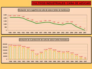CULTIVOS INDUSTRIALES: CAÑA DE AZÚCAR 