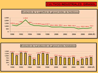 CULTIVOS INDUSTRIALES: GIRASOL 