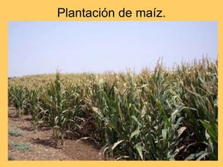 Plantación de maíz. 
