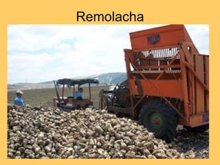 Remolacha 