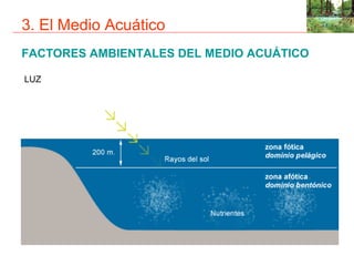 3. El Medio Acuático
FACTORES AMBIENTALES DEL MEDIO ACUÁTICO

LUZ
 