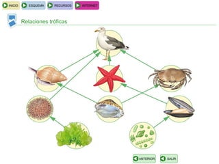 INICIO      ESQUEMA   RECURSOS   INTERNET




         Relaciones tróficas




                                            ANTERIOR   SALIR
 