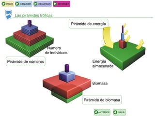 INICIO      ESQUEMA   RECURSOS    INTERNET




         Las pirámides tróficas

                                             Pirámide de energía




                           Número
                          de individuos

Pirámide de números                                     Energía
                                                        almacenada



                                                        Biomasa



                                                   Pirámide de biomasa


                                                           ANTERIOR   SALIR
 