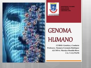 GENOMA
HUMANO
CURSO: Genética y Conducta
Profesora:. Xiomara Coromoto Rodriguez
ALUMNA: Marolyn Montilla Riera
C.I.: V-12.279.070
UNIVERSIDAD YACAMBÚ
FACULTAD DE
HUMANIDADES
CABUDARE-LARA
 