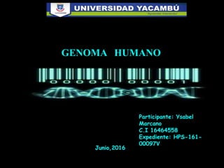 Participante: Ysabel
Marcano
C.I 16464558
Expediente: HPS-161-
00097V
GENOMA HUMANO
Junio,2016
 