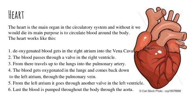 structures and functions of the circulatory system functions of the circulatory system