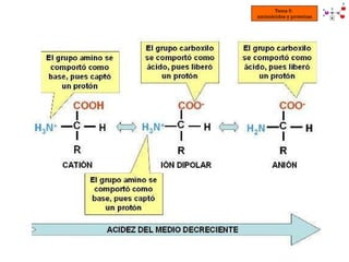 Tema 5:  aminoácidos y proteínas 