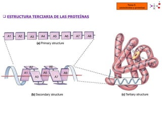 <ul><li>ESTRUCTURA TERCIARIA DE LAS PROTEÍNAS </li></ul>Tema 5:  aminoácidos y proteínas 