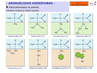 - AMINOÁCIDOS HIDRÓFOBOS - R   hidrocarbonados no polares  (siempre ocultos al medio acuoso) Tema 5:  aminoácidos y proteí...