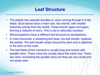 © Copyright PCNM 2011
Leaf Structure
• The petiole has vascular bundles or veins running through it to the
blade. Dicot leaves have a main vein, the mid-rib, with smaller
branches arising from the midrib. These branch again and again,
forming a network of veins. This is net or reticulate venation.
• Monocotyledons have a different leaf structure to dicotyledons.
• In most monocots, a sheathing leaf base, the leaf sheath, replaces
the petiole. The leaf sheath wraps around the stem and is attached
to the stem at the node.
• The leaf blade of the monocot is usually long and narrow with
parallel veins. These veins are usually about the same size. There
are veins connecting the parallel veins but they are very small and
not easily seen.
 