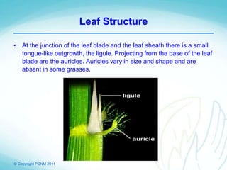 © Copyright PCNM 2011
Leaf Structure
• At the junction of the leaf blade and the leaf sheath there is a small
tongue-like outgrowth, the ligule. Projecting from the base of the leaf
blade are the auricles. Auricles vary in size and shape and are
absent in some grasses.
 