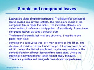 © Copyright PCNM 2011
Simple and compound leaves
• Leaves are either simple or compound. The blade of a compound
leaf is divided into several leaflets. The main stem or axis of the
compound leaf is called the rachis. The individual ëleavesí are
called leaflets. Leaflets are easily pulled off individually. Roses have
compound leaves, as does the pecan tree.
• The blade of a simple leaf is all one structure. It may be in one
piece, such as a:
• camellia or a eucalyptus tree, or it may be divided into lobes. The
divisions of a divided simple leaf do not go all the way down to the
midrib. Lobes of a divided simple leaf may be very variable on the
same leaf and on different leaves of the same plant. Unlike the
leaflets of a compound leaf, lobes are not easily removed.
Tomatoes, grevillea and marigolds have divided simple leaves.
 