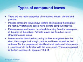© Copyright PCNM 2011
Types of compound leaves
• There are two main categories of compound leaves, pinnate and
palmate.
• Pinnate compound leaves have leaflets arising along the length of
the rachis. Wisteria and cassia have pinnate compound leaves.
• Palmate compound leaves have leaflets arising from the same point,
at the apex of the petiole. Palmate leaves are found on clover,
strawberries and lupins.
• Leaves can be described according to their arrangement on the
stem, their shape, their margin, apices and bases as well as their
surfaces. For the purposes of identification of herbs and other plants
it is necessary to be familiar with the terms used. These are covered
in the text, section 4.5, figures 4.10-4.14
 