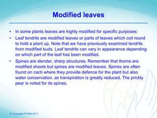 © Copyright PCNM 2011
Modified leaves
• In some plants leaves are highly modified for specific purposes:
• Leaf tendrils are modified leaves or parts of leaves which coil round
to hold a plant up. Note that we have previously examined tendrils
from modified buds. Leaf tendrils can vary in appearance depending
on which part of the leaf has been modified.
• Spines are slender, sharp structures. Remember that thorns are
modified shoots but spines are modified leaves. Spines are often
found on cacti where they provide defence for the plant but also
water conservation, as transpiration is greatly reduced. The prickly
pear is noted for its spines.
 