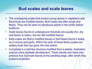 © Copyright PCNM 2011
Bud scales and scale leaves
• The overlapping scales that protect young apices in vegetative and
floral buds are modified leaves. Bud scales are often tough and
fleshy. They can be seen on deciduous plants in the winter before
budburst.
• Scale leaves found on underground rhizomes are usually thin, dry
and brown in colour, but are still modified leaves.
• Bulb scales are fleshy modified leaves or leaf bases found in bulbs,
as in onions and garlic. Within the axils of these fleshy scales are
axillary buds that can grow into new plants.
• A phyllode is a leaf-like structure modified from a petiole. Australian
acacias show phyllode development. These shrubs and trees only
produce true bipinnate leaves at the seedling stage, after which they
produce phyllodes.
 