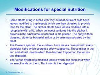 © Copyright PCNM 2011
Modifications for special nutrition
• Some plants living in areas with very nutrient-deficient soils have
leaves modified to trap insects which are then digested to provide
food for the plant. The pitcher plants have leaves modified into a
receptacle with a lid. When an insect ventures into the pitcher it
drowns in the small amount of liquid in the pitcher. The body is then
digested, either by bacterial action or by enzymes secreted by the
plant.
• The Drosera species, the sundews, have leaves covered with many
glandular hairs which secrete a sticky substance. These glitter in the
sun and attract insects which then become trapped on the leaves
and digested.
• The Venus flytrap has modified leaves which can snap shut when
an insect lands on them. The insect is then digested.
 