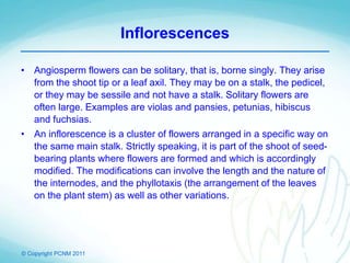 © Copyright PCNM 2011
Inflorescences
• Angiosperm flowers can be solitary, that is, borne singly. They arise
from the shoot tip or a leaf axil. They may be on a stalk, the pedicel,
or they may be sessile and not have a stalk. Solitary flowers are
often large. Examples are violas and pansies, petunias, hibiscus
and fuchsias.
• An inflorescence is a cluster of flowers arranged in a specific way on
the same main stalk. Strictly speaking, it is part of the shoot of seed-
bearing plants where flowers are formed and which is accordingly
modified. The modifications can involve the length and the nature of
the internodes, and the phyllotaxis (the arrangement of the leaves
on the plant stem) as well as other variations.
 